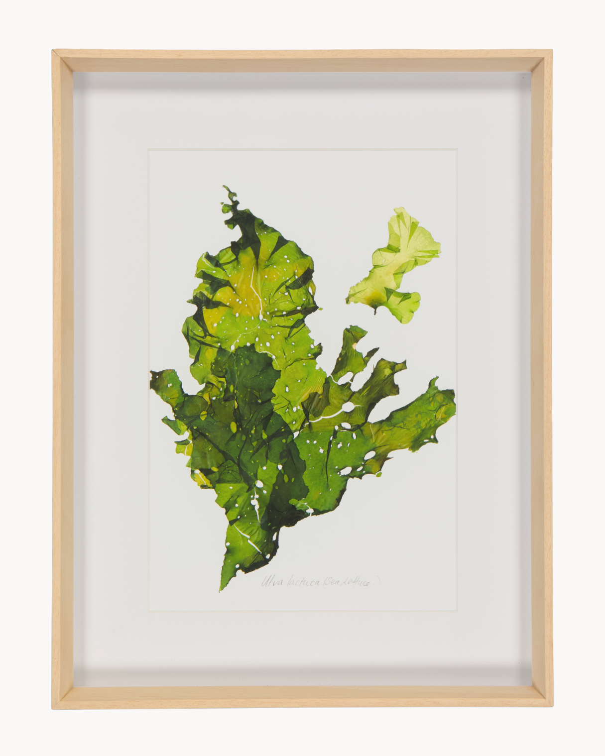 Patricia Fraser Cape Peninsula Seaweed Framed Prints