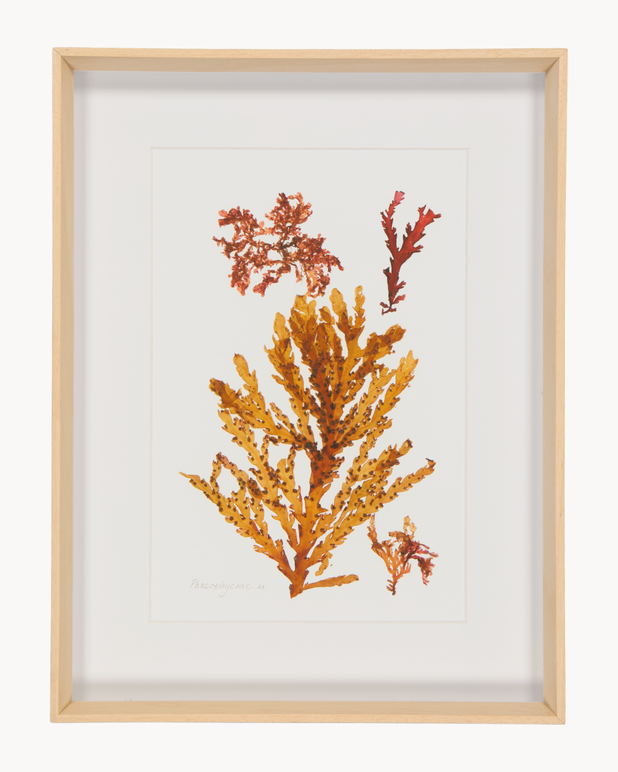 Patricia Fraser Cape Peninsula Seaweed Framed Prints