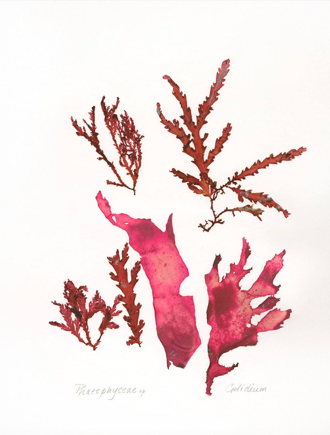 Patricia Fraser Cape Peninsula Seaweed Framed Prints