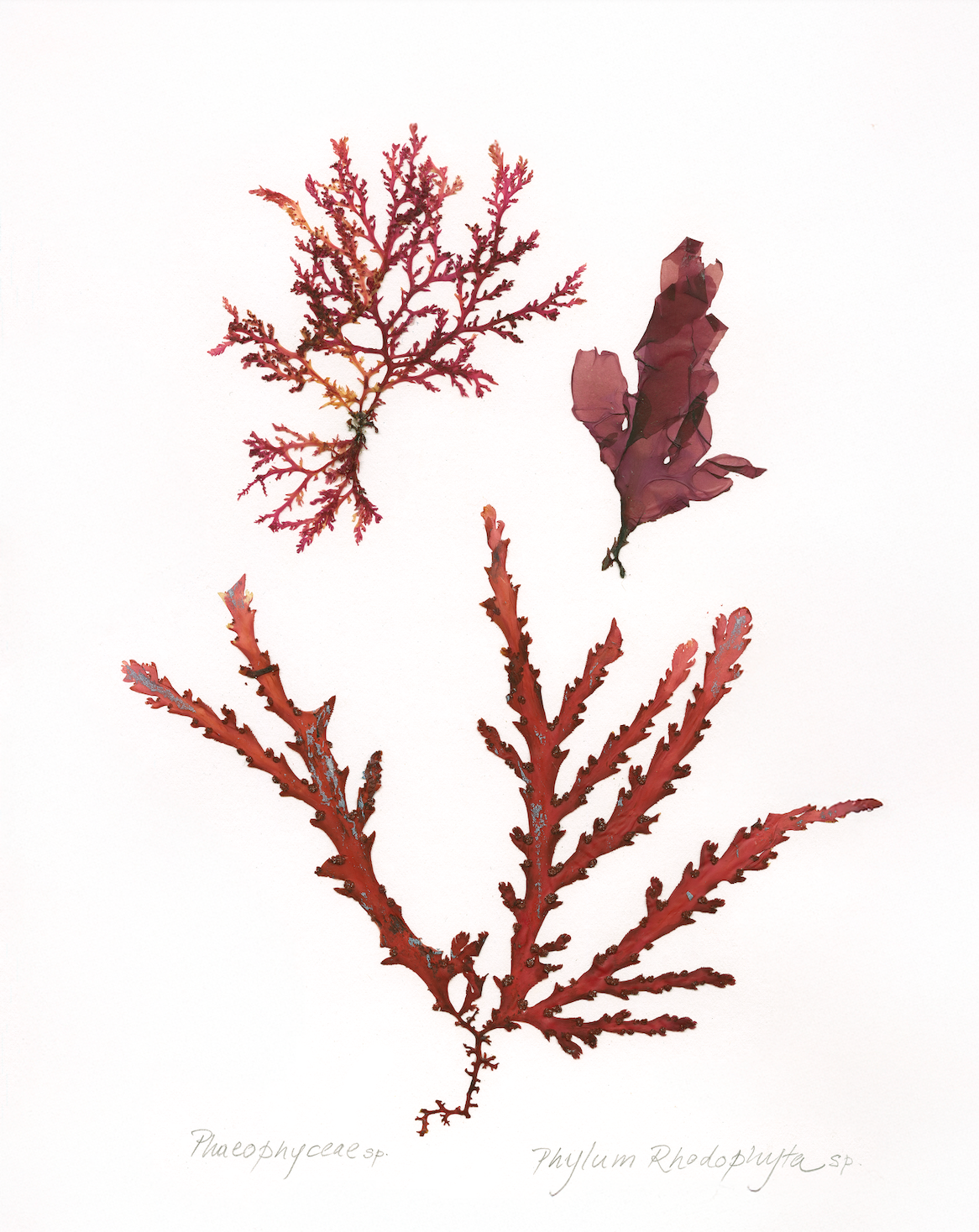 #Print_Crimson Drift