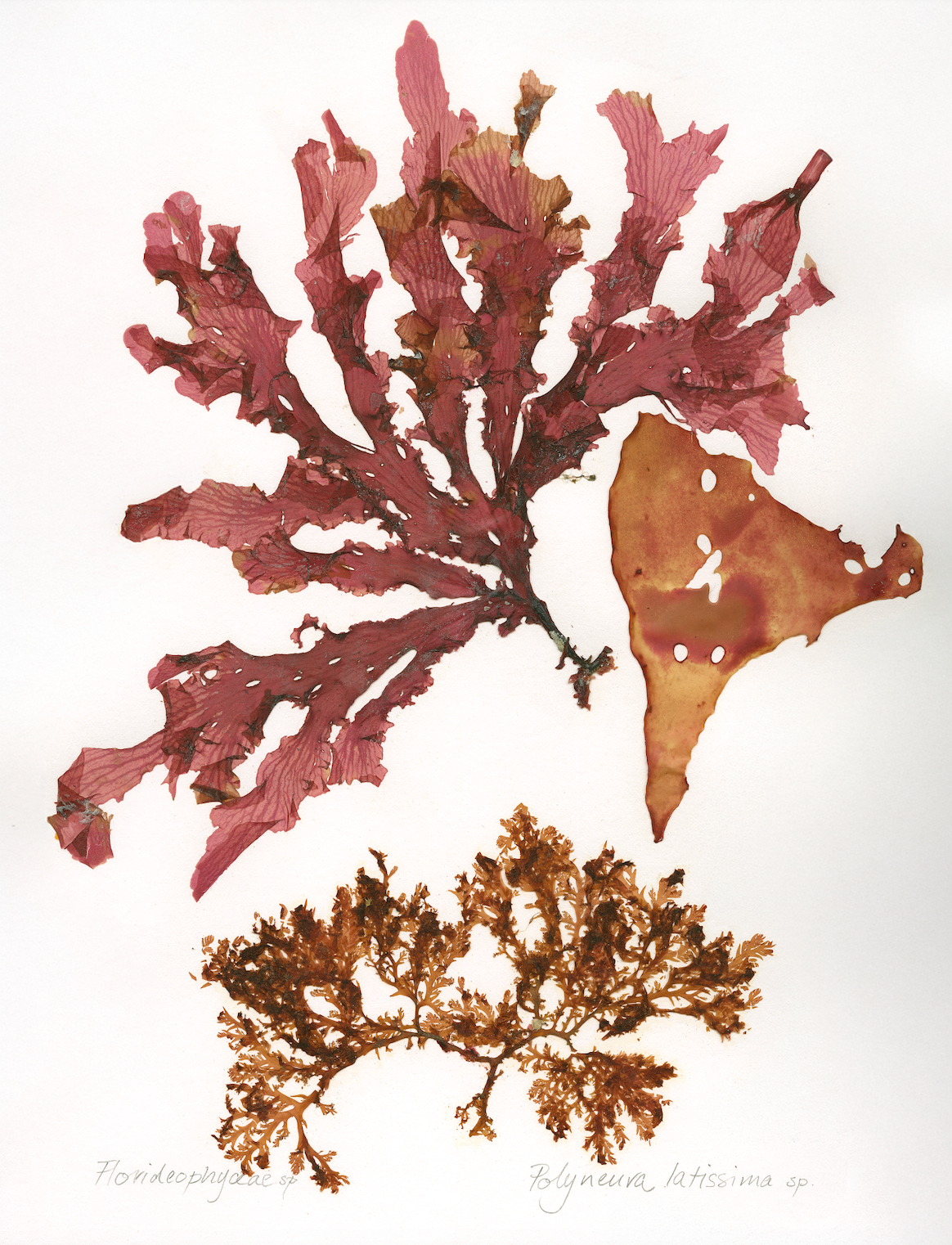 Patricia Fraser Cape Peninsula Seaweed Framed Prints