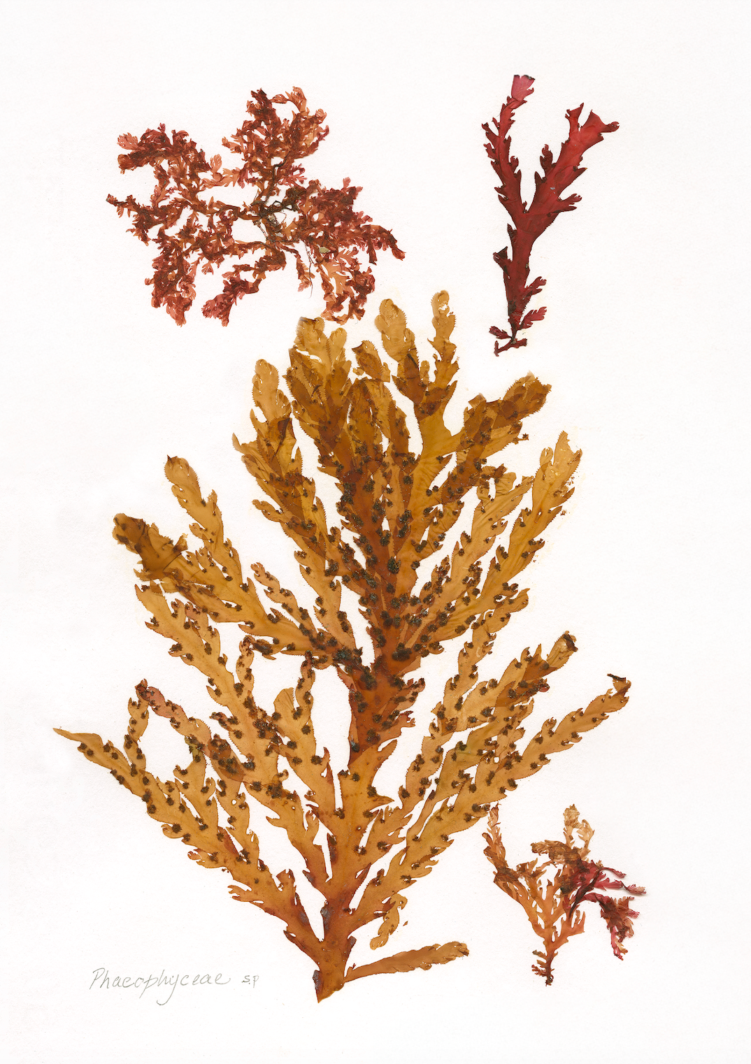 Patricia Fraser Cape Peninsula Seaweed Framed Prints