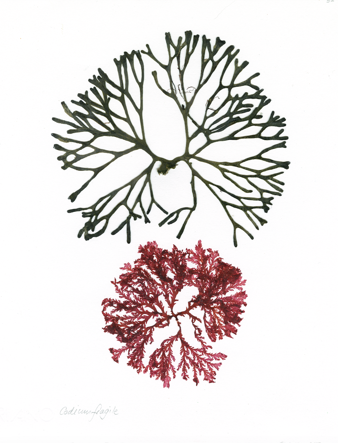 Patricia Fraser Cape Peninsula Seaweed Framed Prints