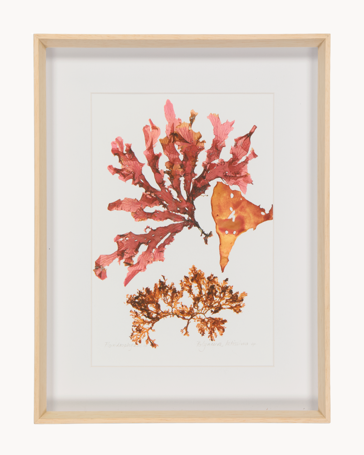 Patricia Fraser Cape Peninsula Seaweed Framed Prints