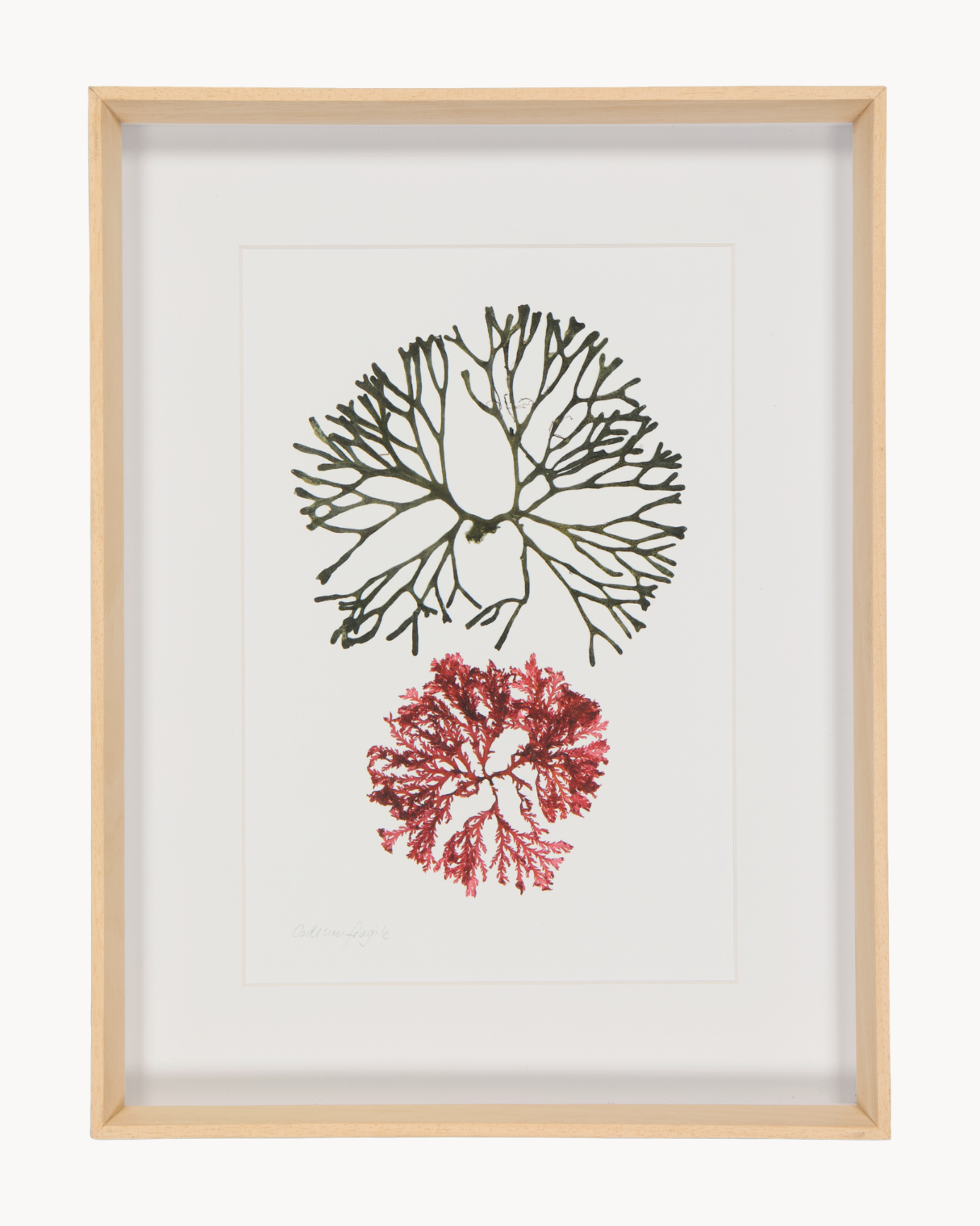 Patricia Fraser Cape Peninsula Seaweed Framed Prints
