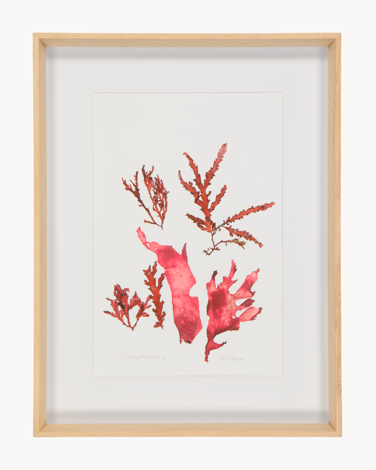 Patricia Fraser Cape Peninsula Seaweed Framed Prints
