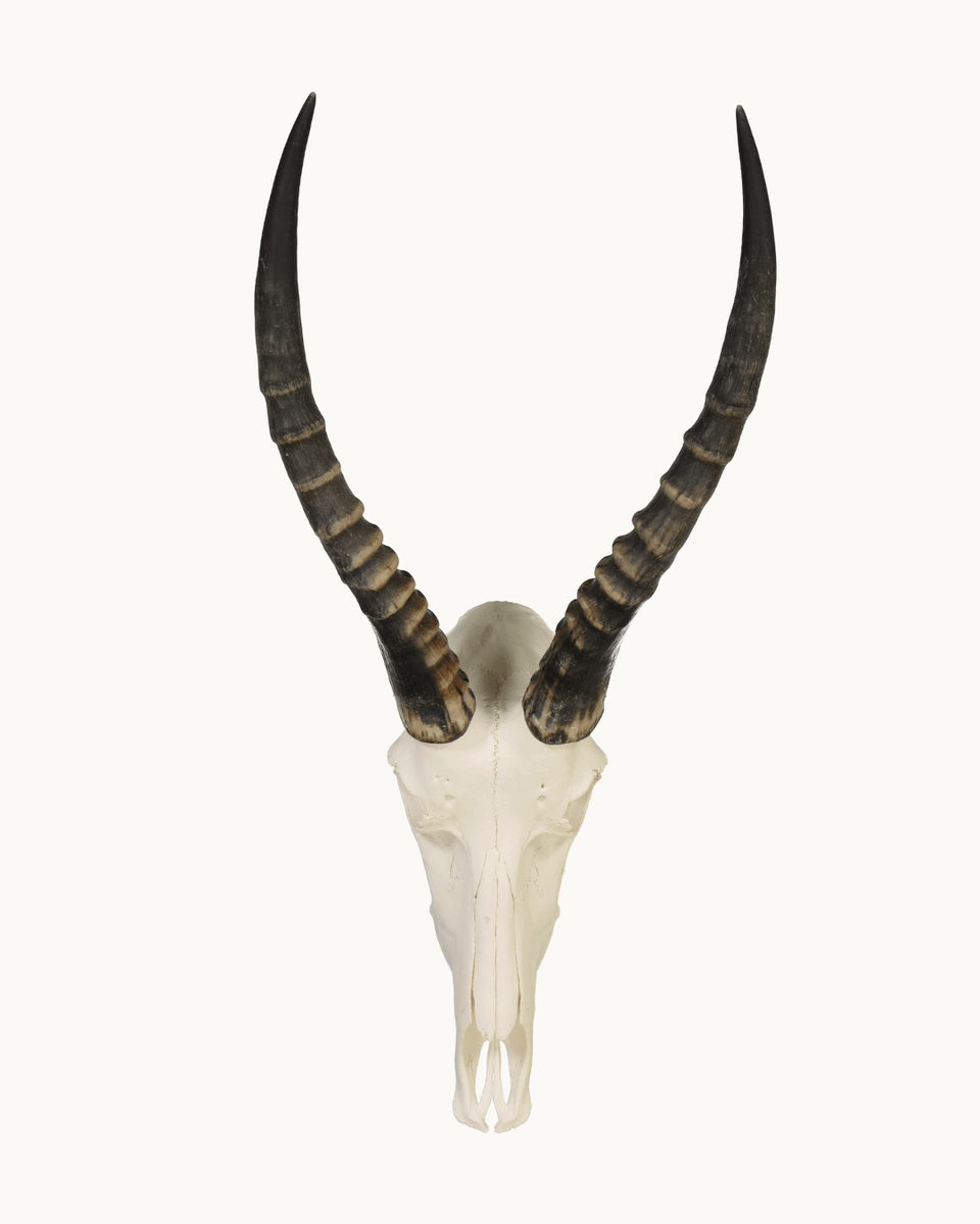 ブレスボック（Blesbok）スカルホーン Blesbok Skull