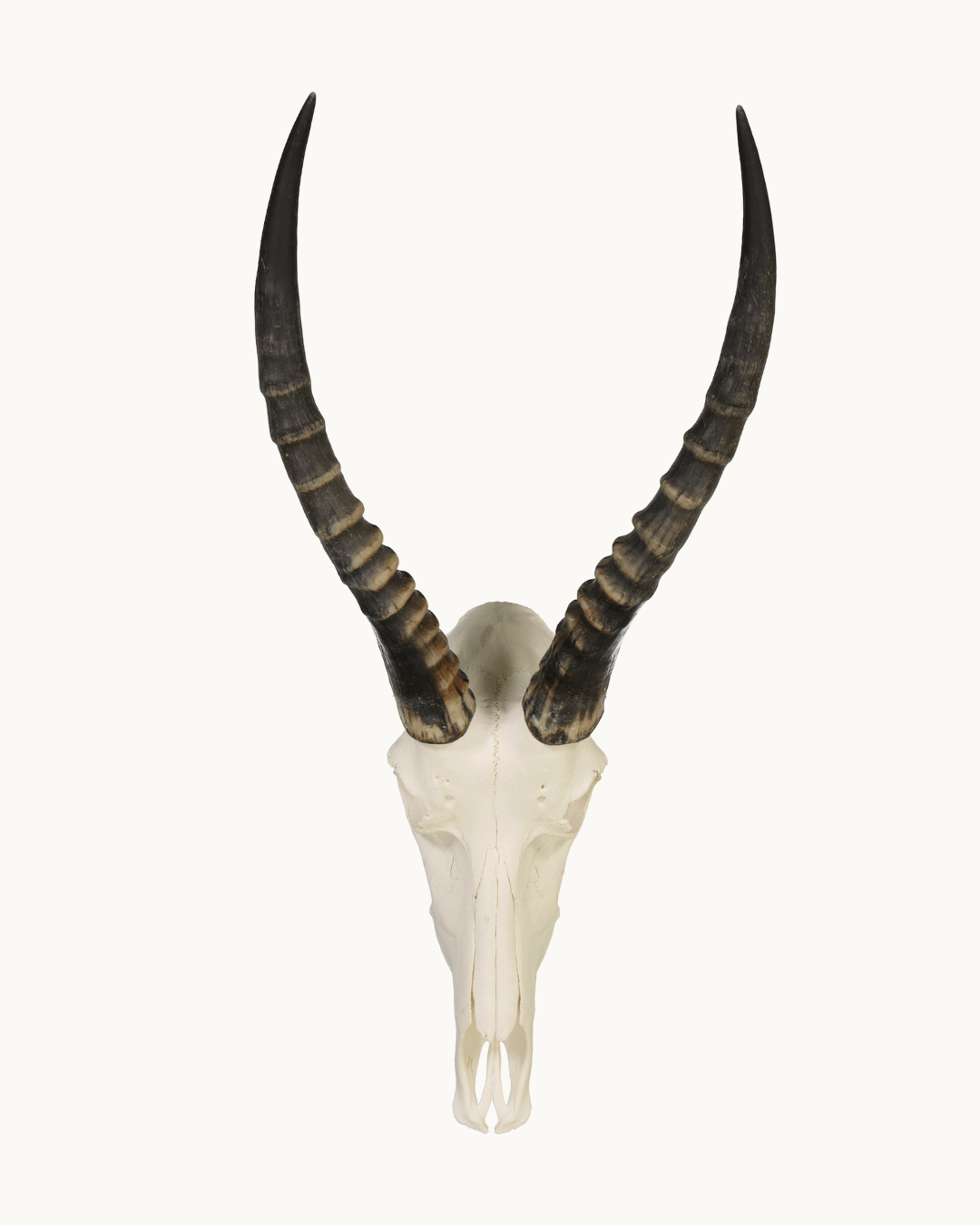 Blesbok Skull
