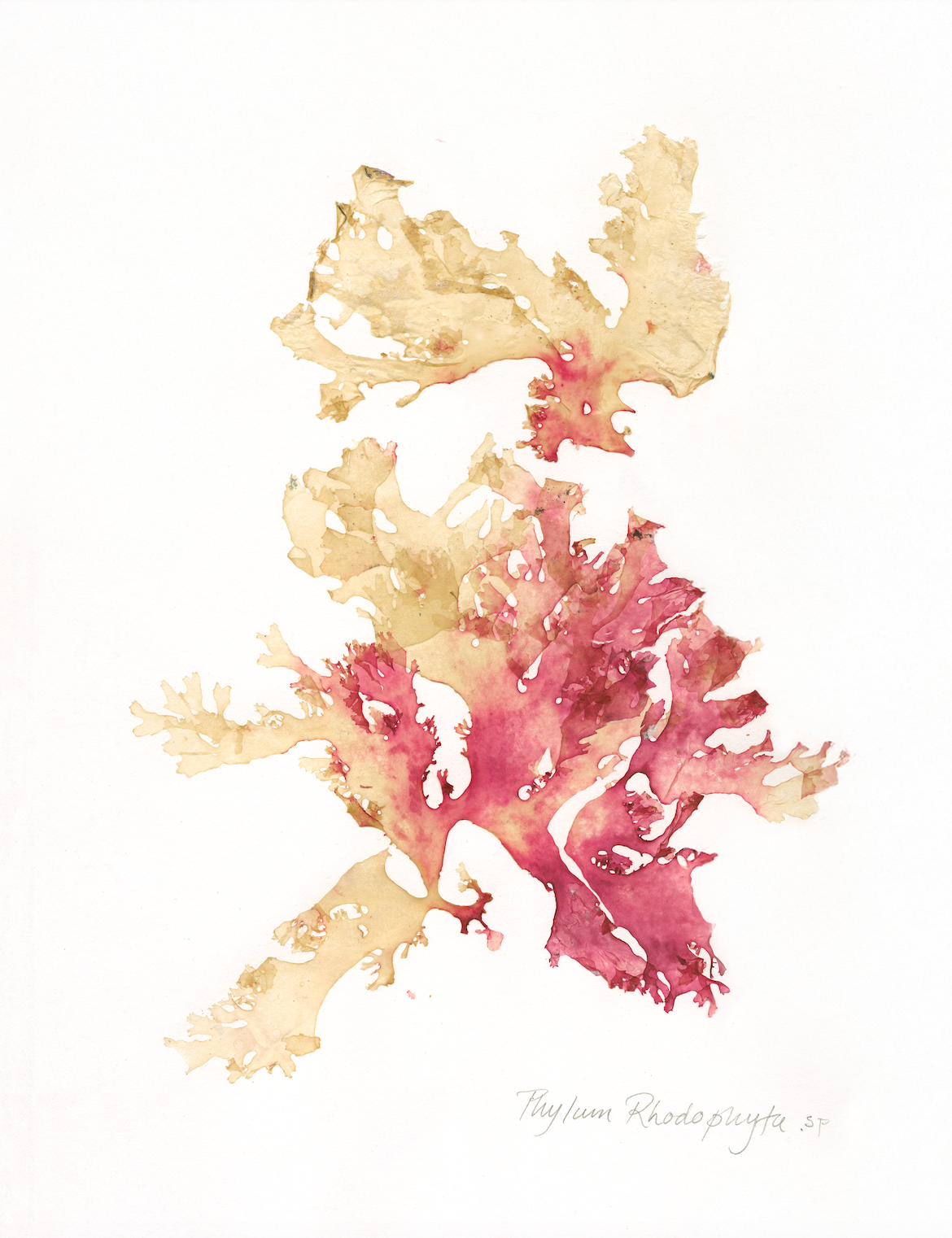 #Print_Rosa Splash