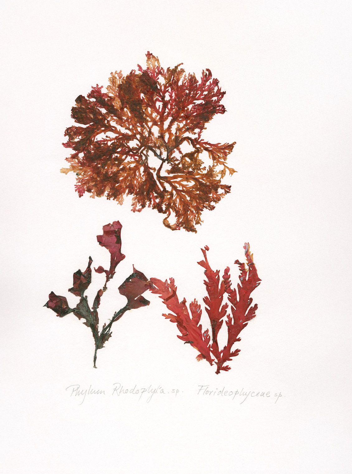 #Print_Amber Current