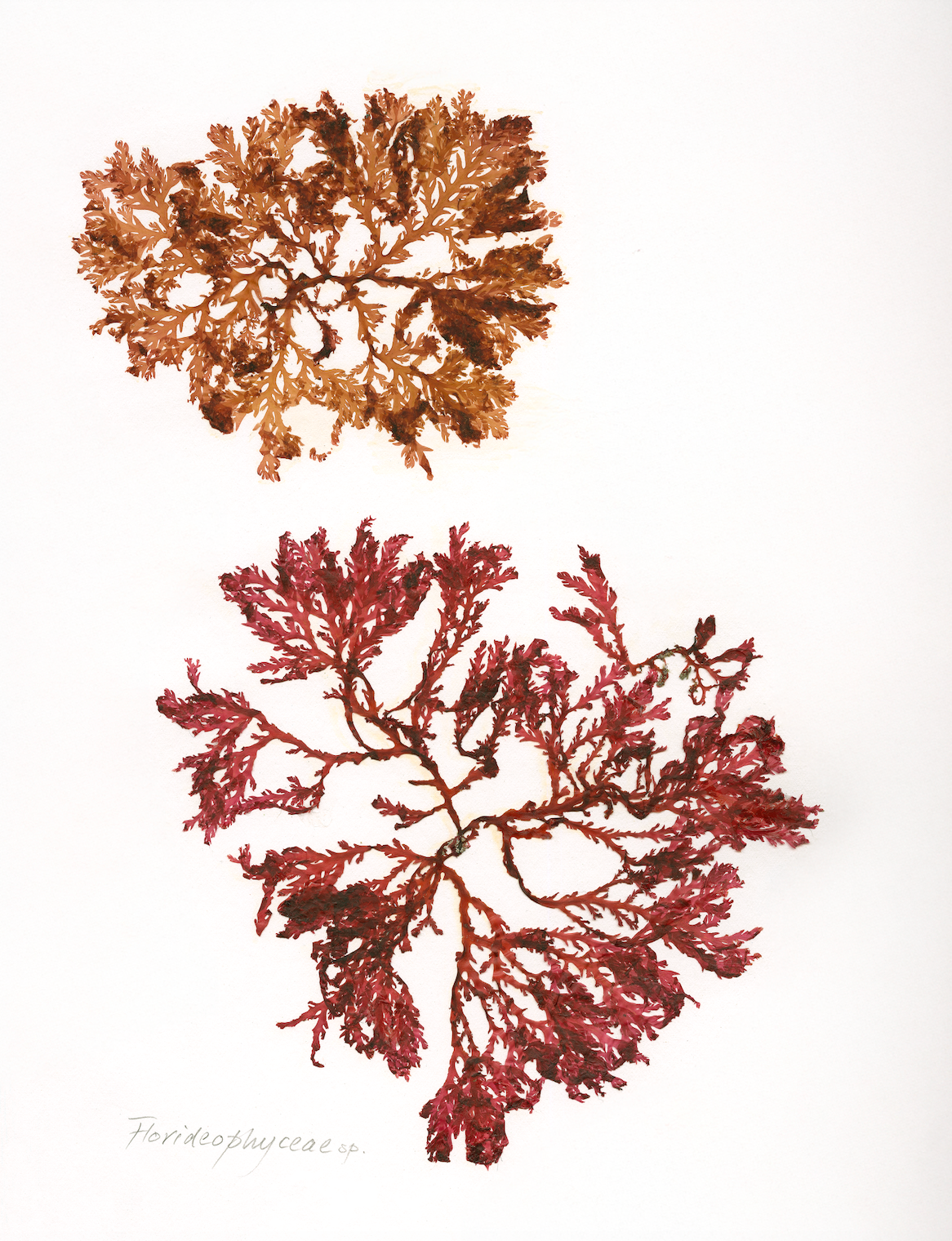 #Print_Coral Rosette