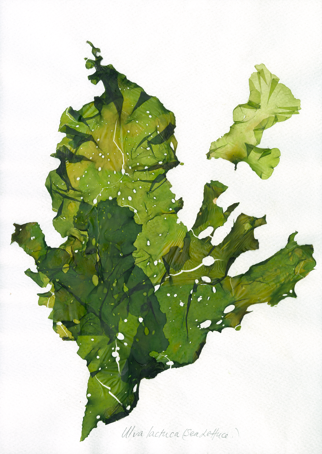 Patricia Fraser Cape Peninsula Seaweed Framed Prints