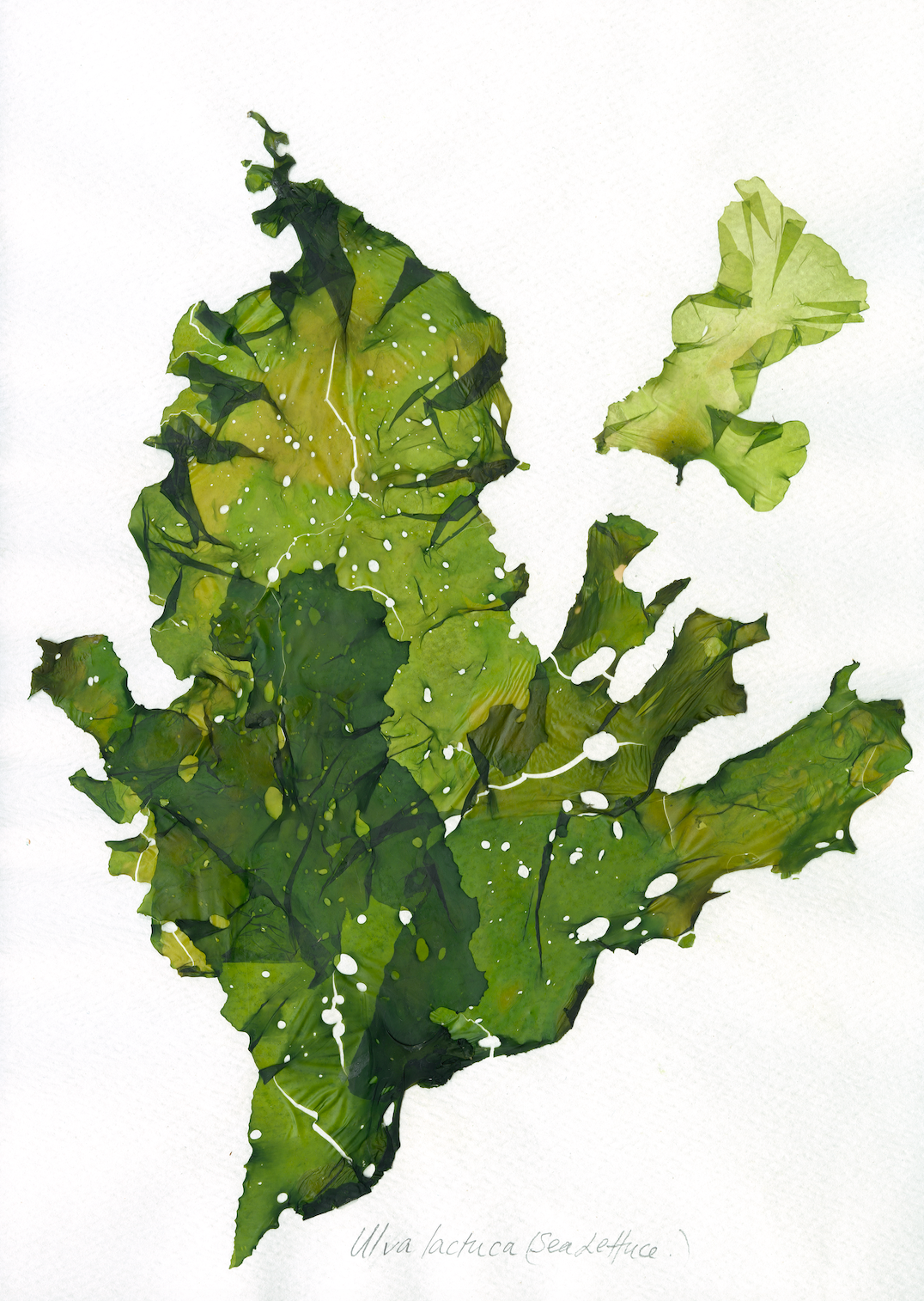 #Print_Ocean Lettuce
