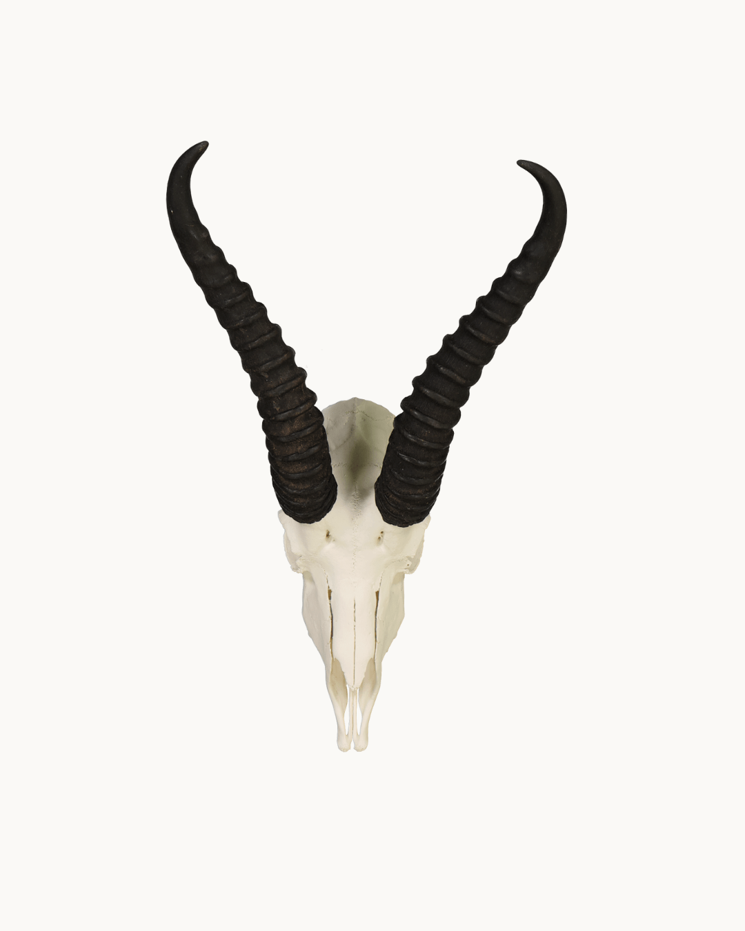 Springbok Skull